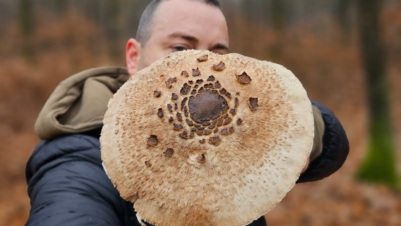 Piciorul Căprioarei/Pălăria șarpelui( Macrolepiota Procera), Macrolepiota Mastoidea