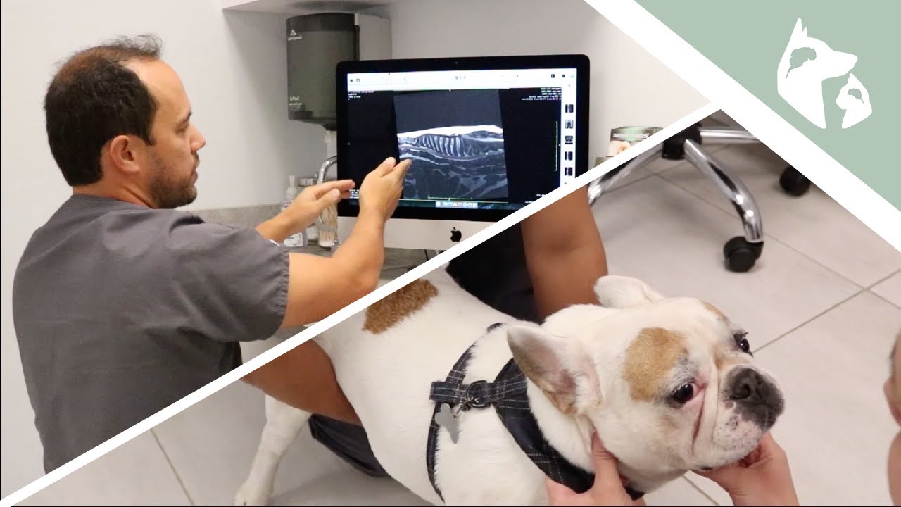 French Bulldog With Weakness in the Back Legs || Vlog 18