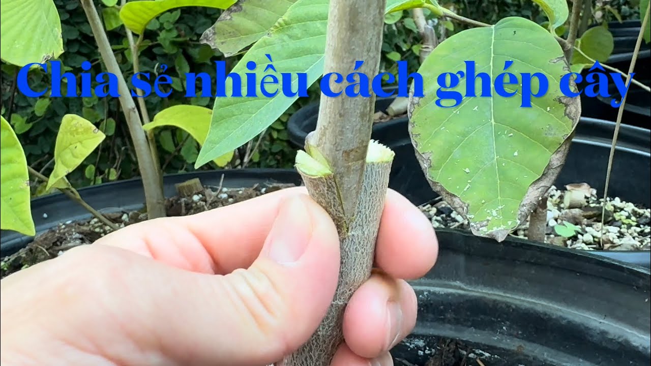 Chia sẻ kính nghiệm nhiều cách ghép cây mang cầu 1-3 loai  trong một cây,cho người mới tập ghép ,