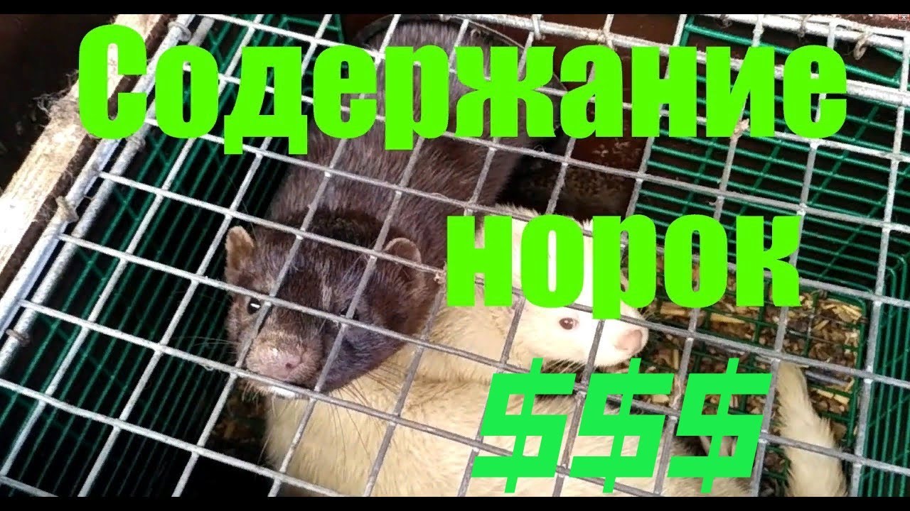 $$$ !!! РАЗВЕДЕНИЕ И РЕАЛИЗАЦИЯ ШКУРОК НОРОК!!!СТАРЫЙ,НО НОВЫЙ БИЗНЕС!!!