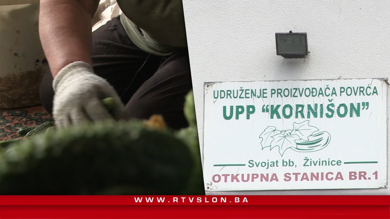 Uzgoj kornišona izuzetno isplativ: ''Stvaramo sebi dodatan prihod'' - 13.08.2020.