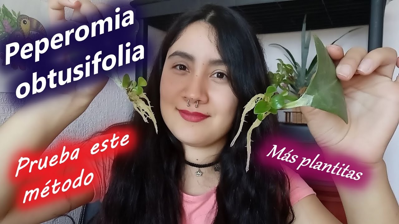 PEPEROMIA OBTUSIFOLIA | método de reproducción | listo para pasar a la maceta