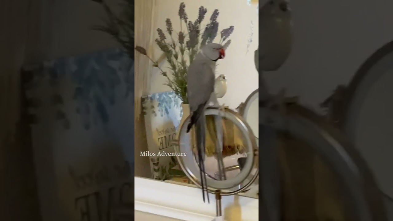 Parrot argues with human