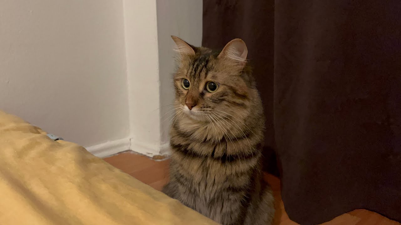 I Think My Cat Knows It’s Cute🐱🥰