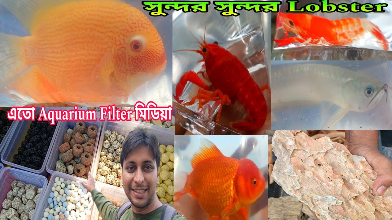 Aquarium Fish Accessories শ্রীরামপুর হাট | Shrirampur Pet Market | শ্রীরামপুর রঙিন মাছের হাটে 
