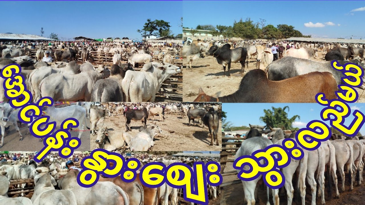 #အောင်ပန်းနွားစျေးသွားလည်မယ်#ရှမ်းပြည်#ကျွဲနွားစျေး#မြန်မာ့ဟင်းချက်နည်းများ#မြန်မာအစားအစာများ