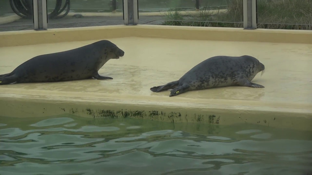 [Tiershow] Seehundfütterung - Seehundstation Nationalpark-Haus - Norddeich