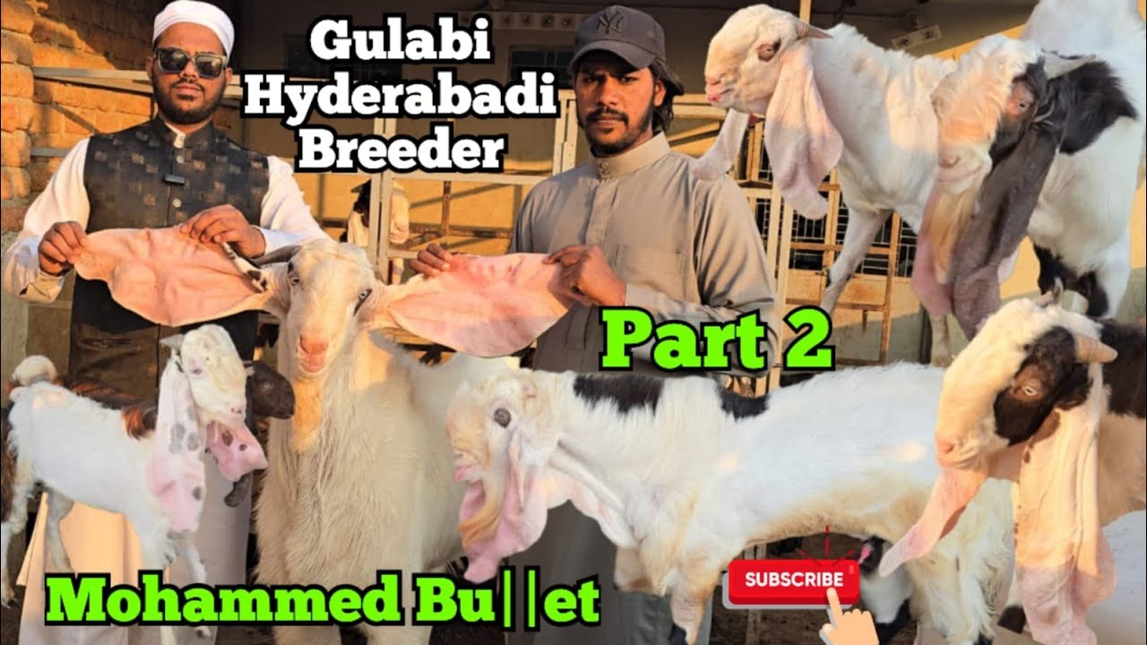 Multiple Breedline Ke Pure Quality Hyderabadi Male Goats | Mohammed Bu||et | Part 2 | Hyderabad