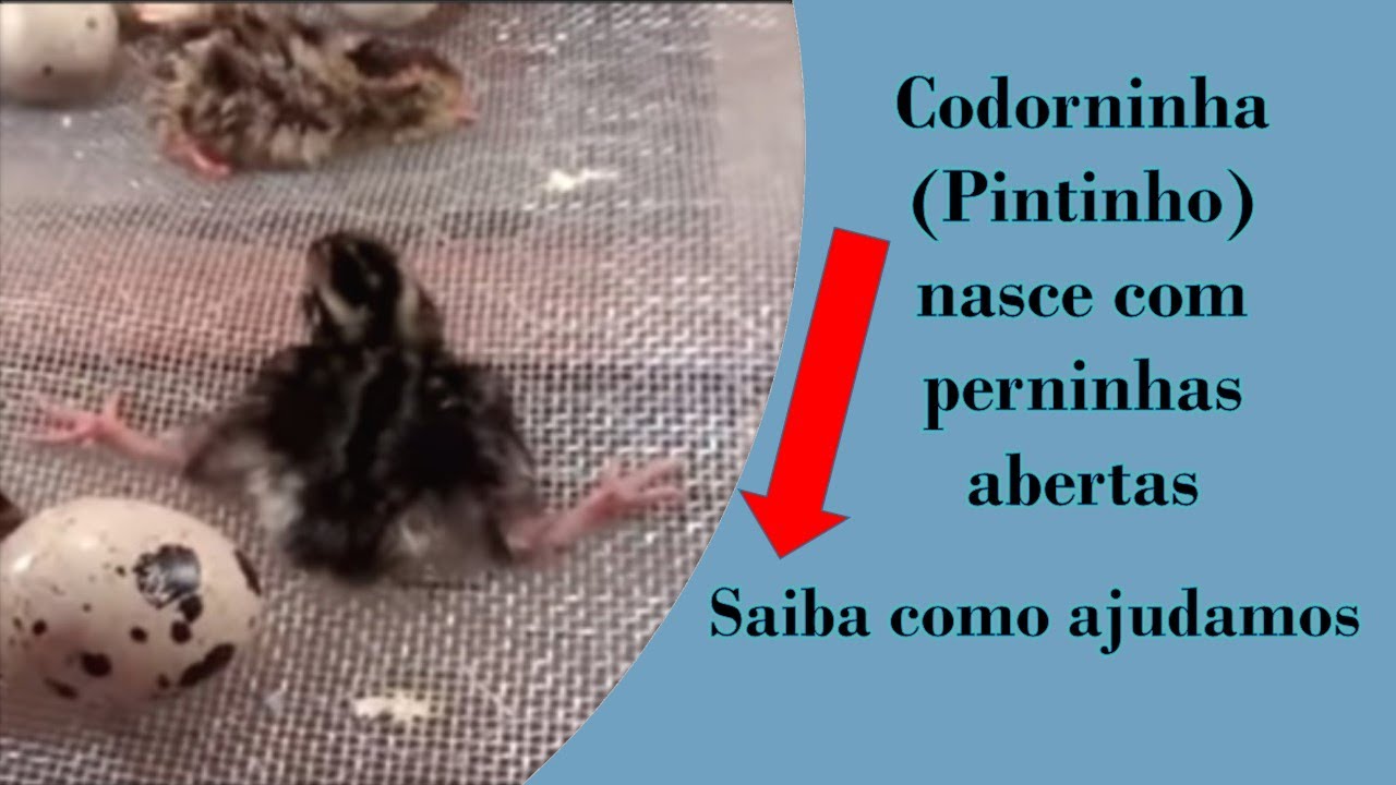 Como ajudar codorninha (pintinho) nasceu com as perninhas abertas!!