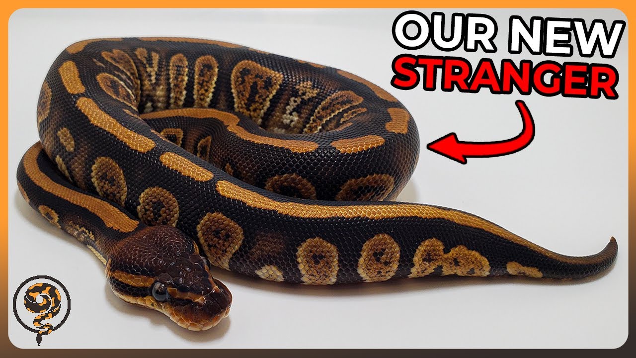 Unboxing Our New Stranger Ball Python!