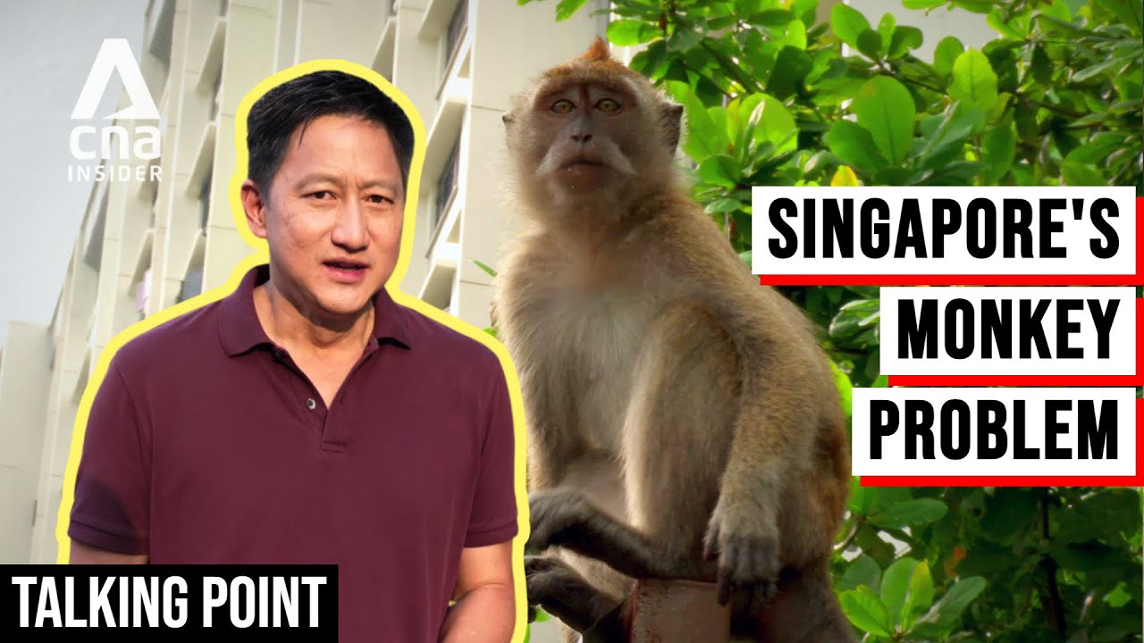 Why Is It So Hard To Contain The Wild Monkeys In Singapore? | Talking Point | Full Episode