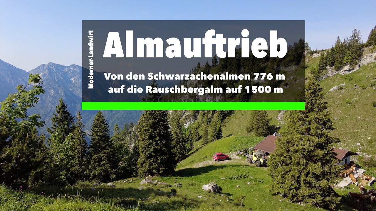 Almauftrieb in Ruhpolding - Von den Schwarzachenalmen 776 m auf die Rauschbergalm auf 1500 m