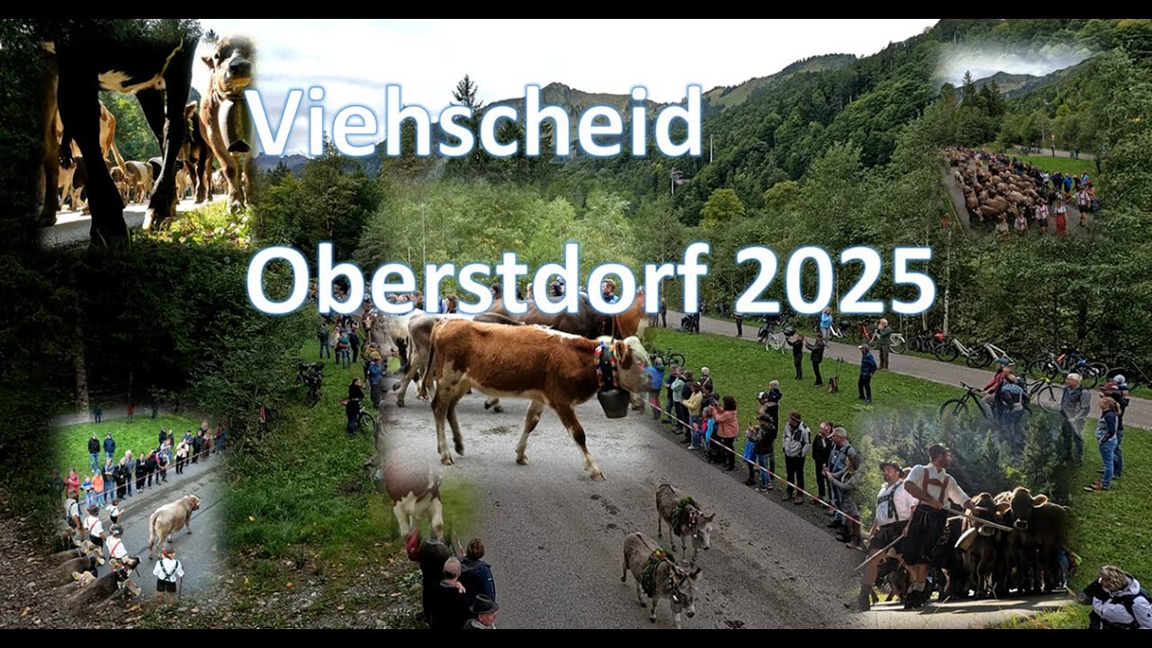 Viehscheid Oberstdorf 2025 komplett | 4K | Vorsicht, Fotojunkies | 800 Tiere auf dem Weg