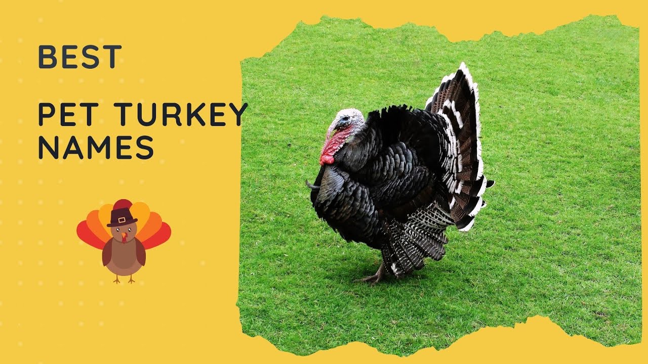 25 Best Pet Turkey Names 🦃 Female, Male, Cute, Funny