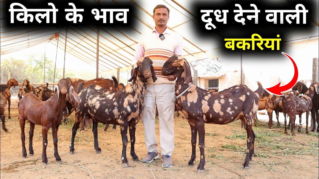 किलो के भाव दूध देने वाली बकरियां | sirohi goat| Goat farming in India| Harish Yadav