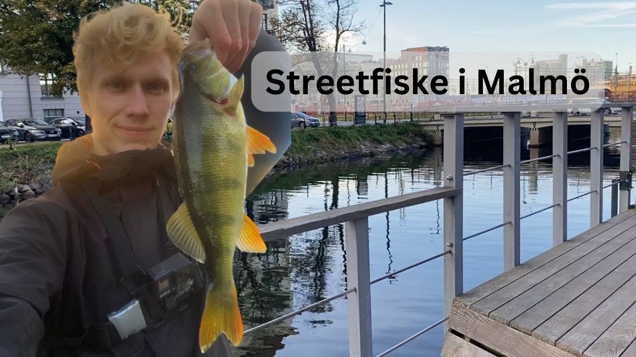 Abborrfiske i Malmö kanal - Aktiva abborrar i solnedgången