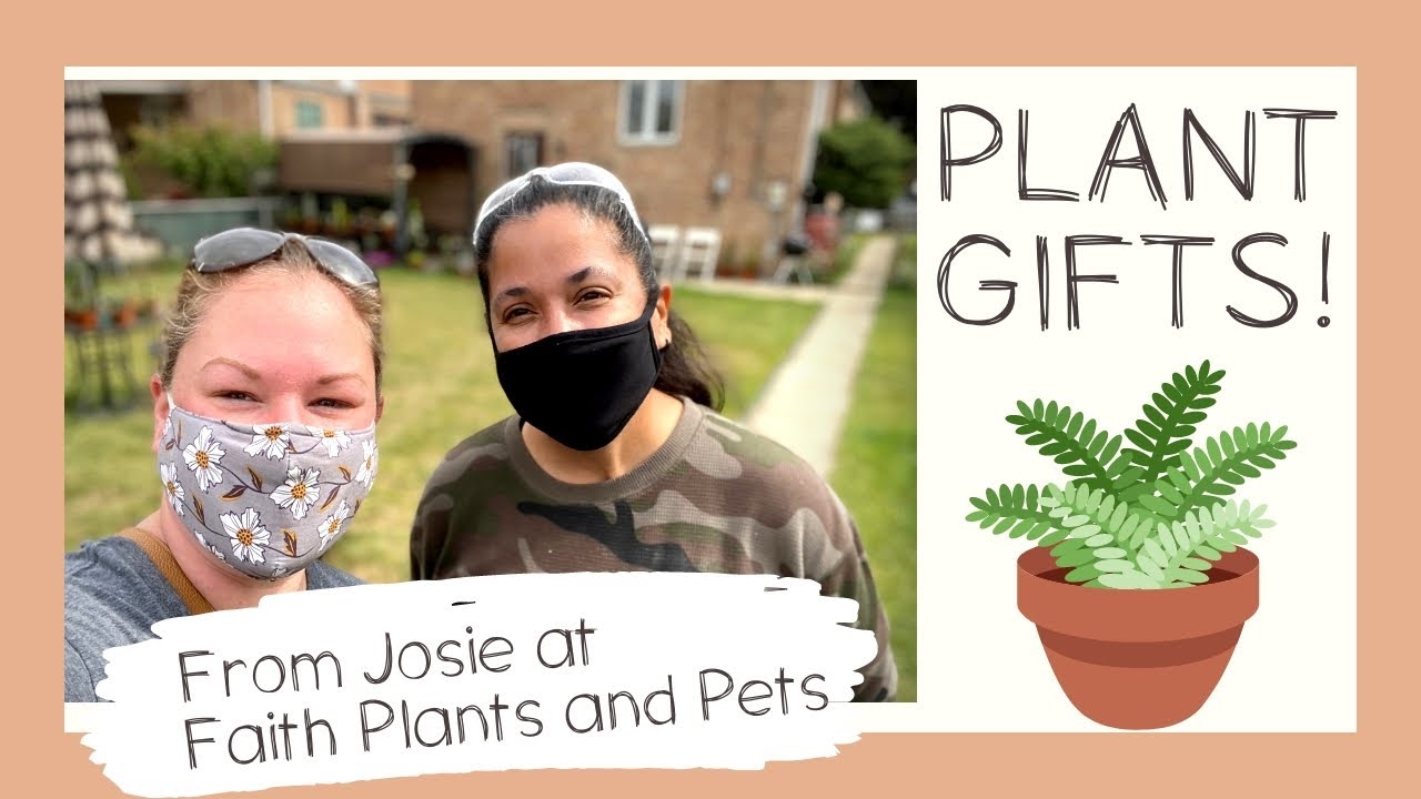 I WAS GIFTED A LOT OF PLANTS!