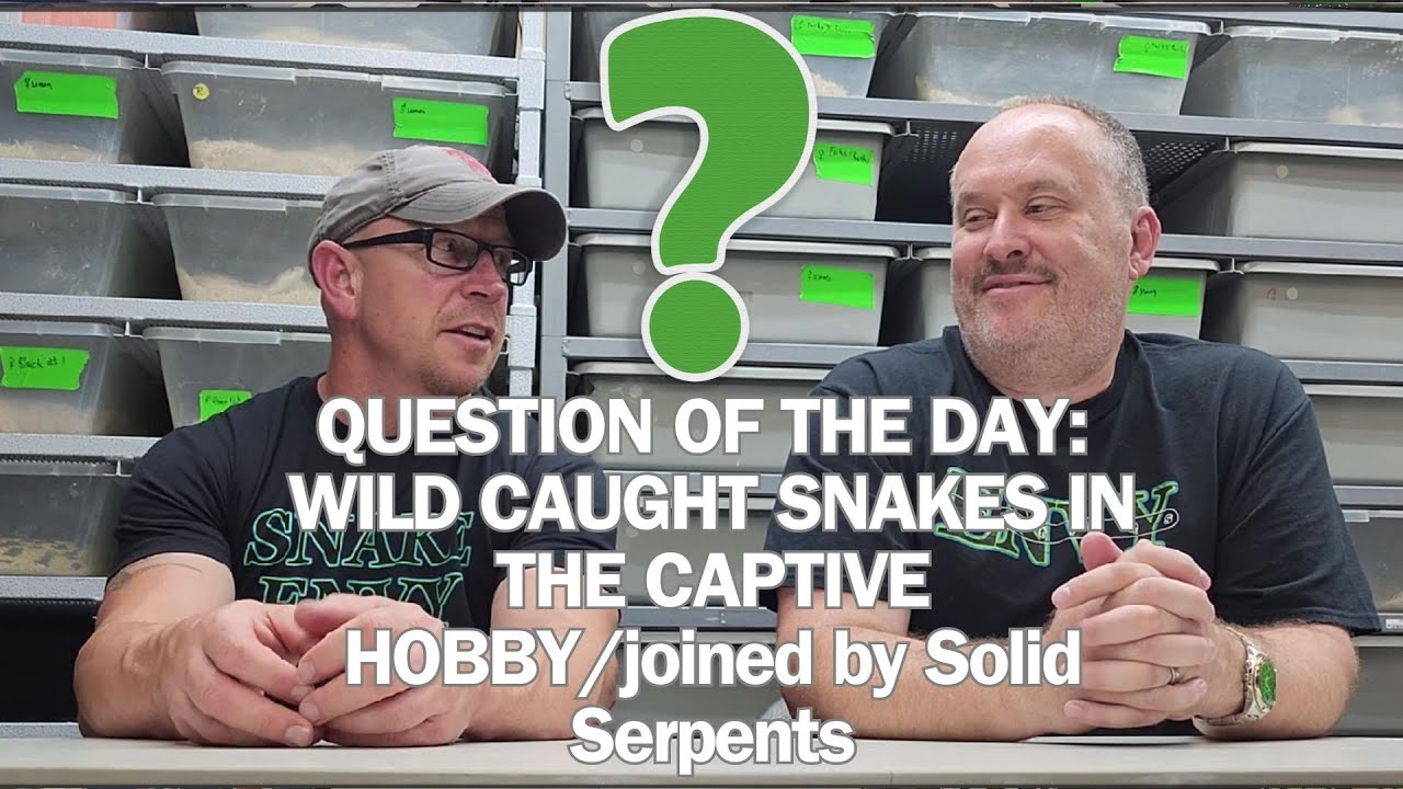 Do WILD CAUGHT snakes have a place in the captive hobby?
