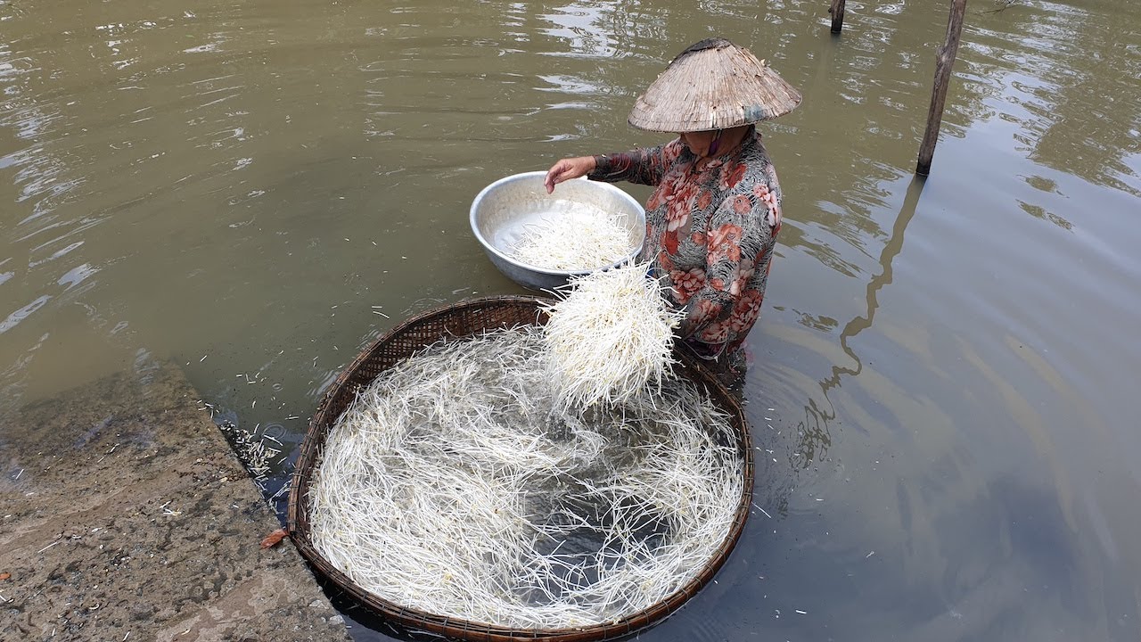 Cách phân biệt giá đỗ sạch với giá đỗ dùng thuốc kích thích từ người trong nghề