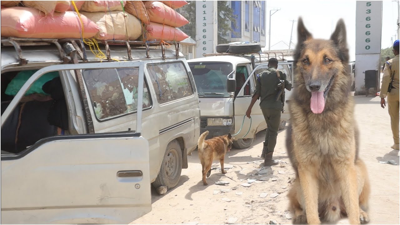 Maxaad ka taqaanaa Eyga Hantar la dhoho ee Baara gaadiidka Khudaarta keeno Muqdisho?