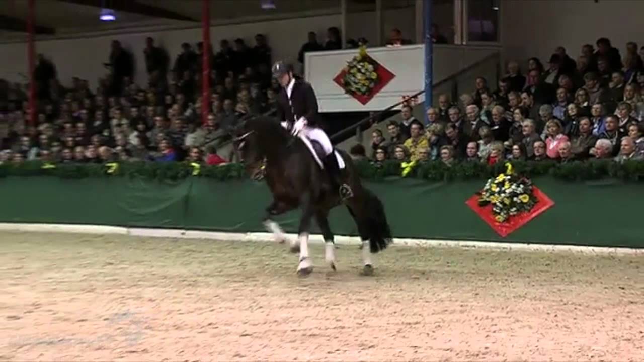 Beltano Hengstschau Vechta 2014