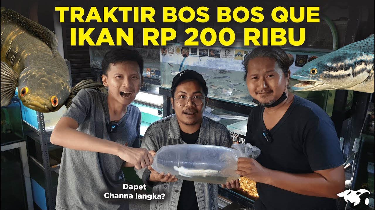 KASIH HADIAH BOS BOS QUE CHANNA LANGKA RP 200 RIBU , TRAKTIR IKAN SPESIAL DI SURABAYA