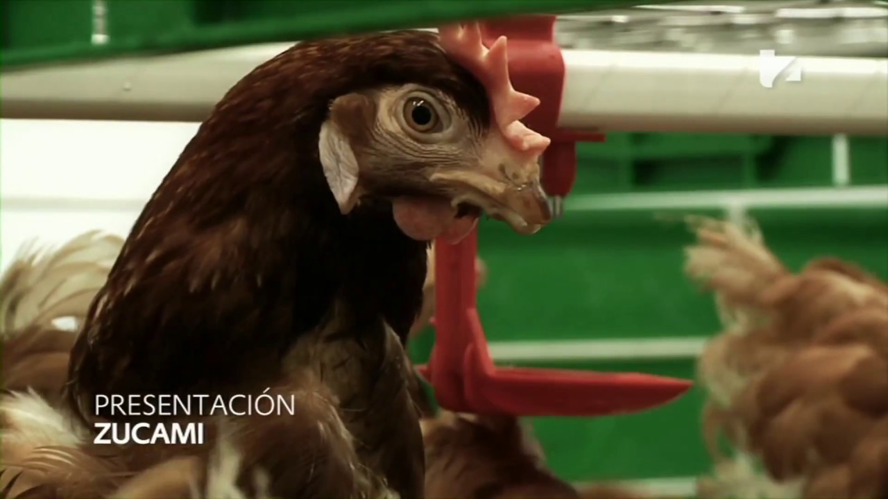 🥚Granja avícola moderna, la innovación en avicultura moderna de ZUCAMI POULTRY. Jaulas automatizadas