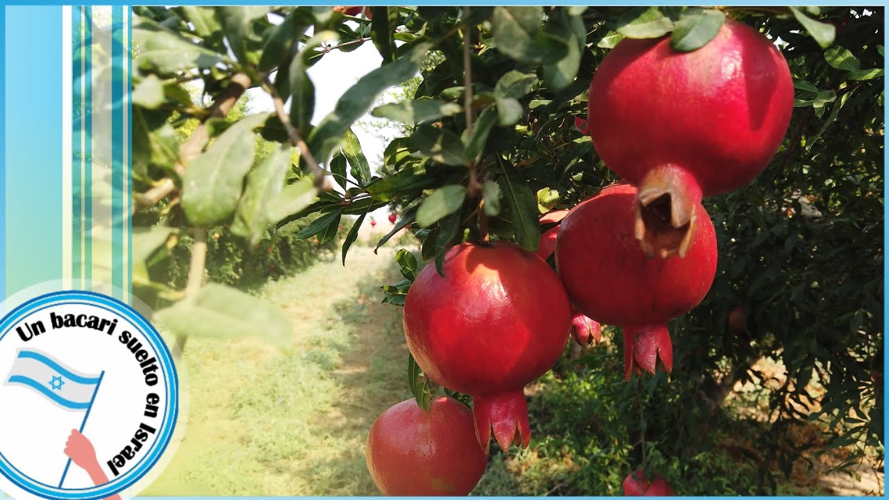 Granada: Fruto de Dios 🍅