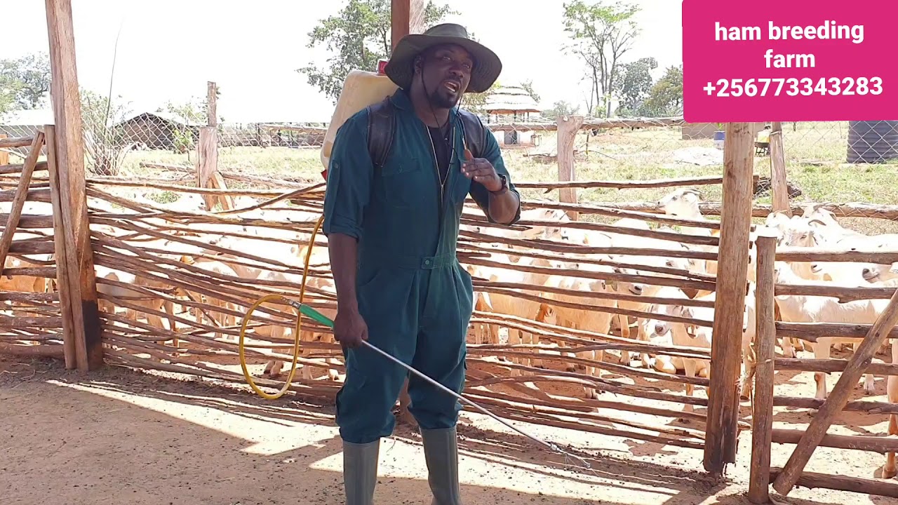 When do we spray goats by hamiisi semanda +256773343283