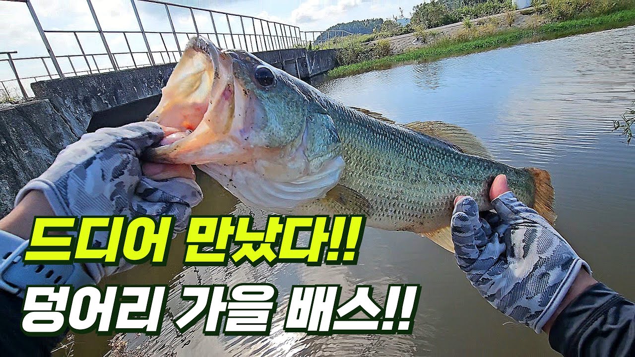 드디어 만났다! 덩어리 배스낚시!! 즐거운 가을 배스낚시
