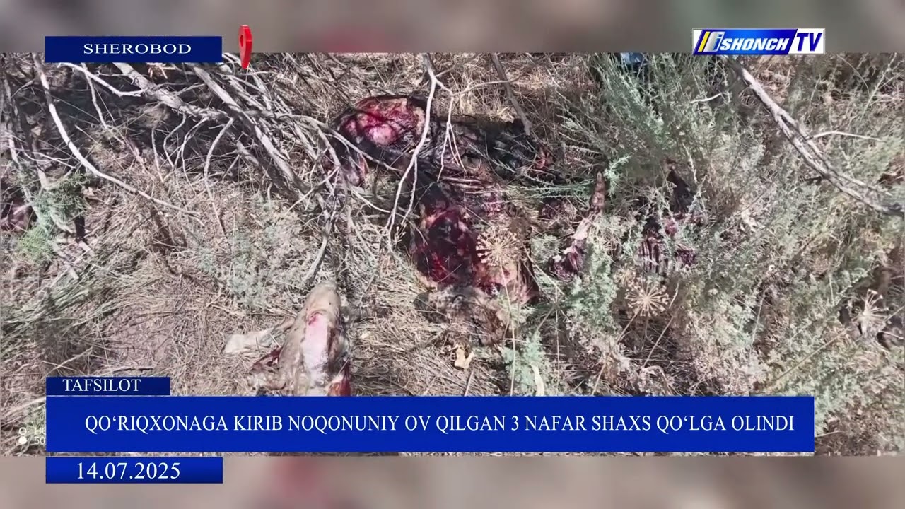 MORXO'R NOQONUNIY RAVISHDA OVLANDI😱#news #rek #xabarlar #yangiliklar #live #baki #ishonchtv