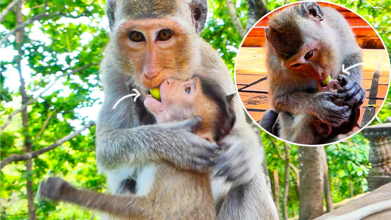 B..adly Mother RANY grabbing food from p..oor little monkey RAMOS's mouth, trying to protect h-ardly