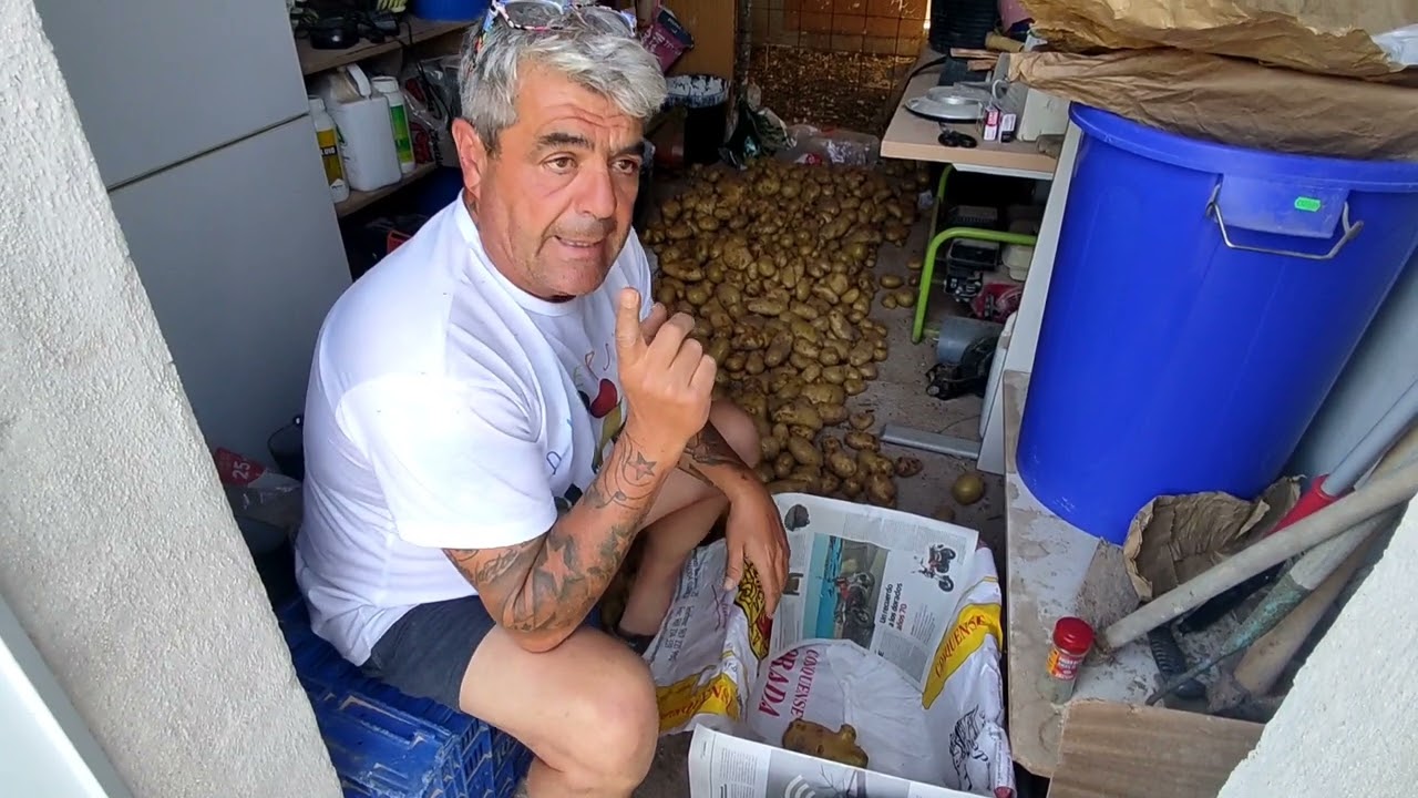 Envasado las patatas para guardarlas.