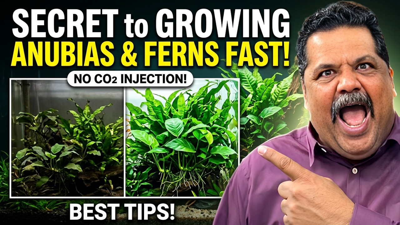 #Tips & Tricks to Grow Anubia & Ferns | Best Aquascaping Tips | How to Grow Anubias & Ferns | No Co2