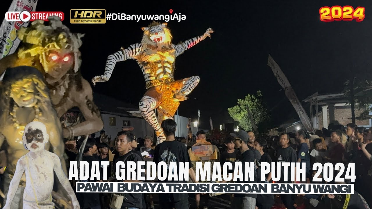 MENYALA BOLO!! Tradisi Adat Gredoan Macan Putih Kabat Banyuwangi 2024