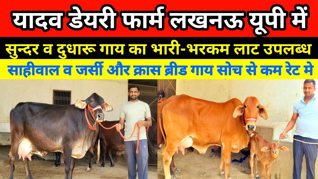 यादव डेयरी फार्म पर सुन्दर व दुधारू गाय का भारी-भरकम लाट उपलब्ध || yadav dairy farm lucknow #cow