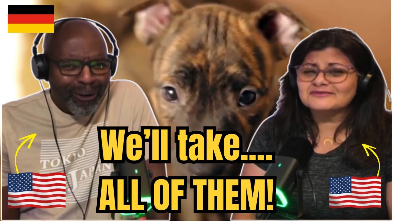 TOP 10 Most Popular German Dog Breeds | Americans React