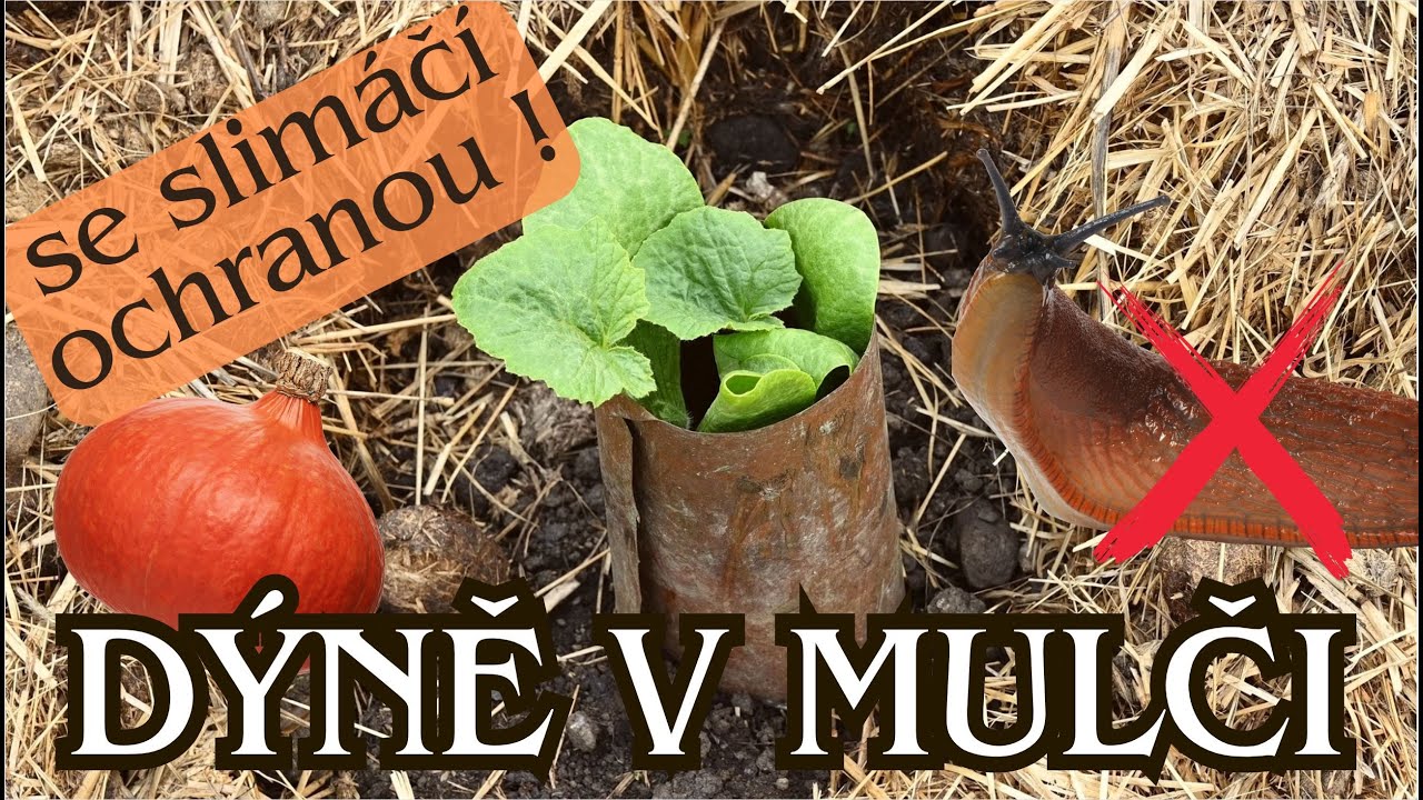 DÝNĚ V MULČI - slimáci nemají šanci