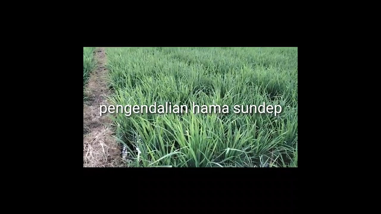 Solusi Cepat Pengendalian Hama Sundep/Beluk Tanaman Padi