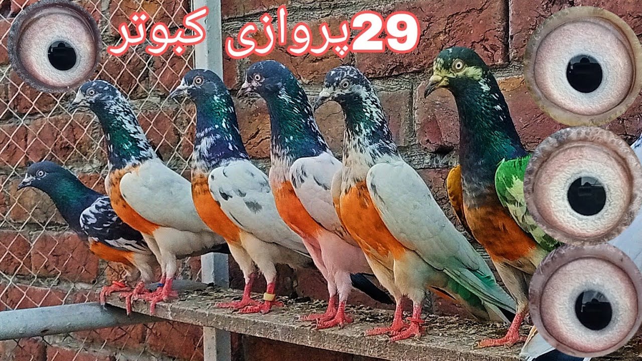 ٹیڈی  اور لال آنکھوں کے 29 پروازی کبوتر(محمّد حسیب اکرم 0310:4502055)