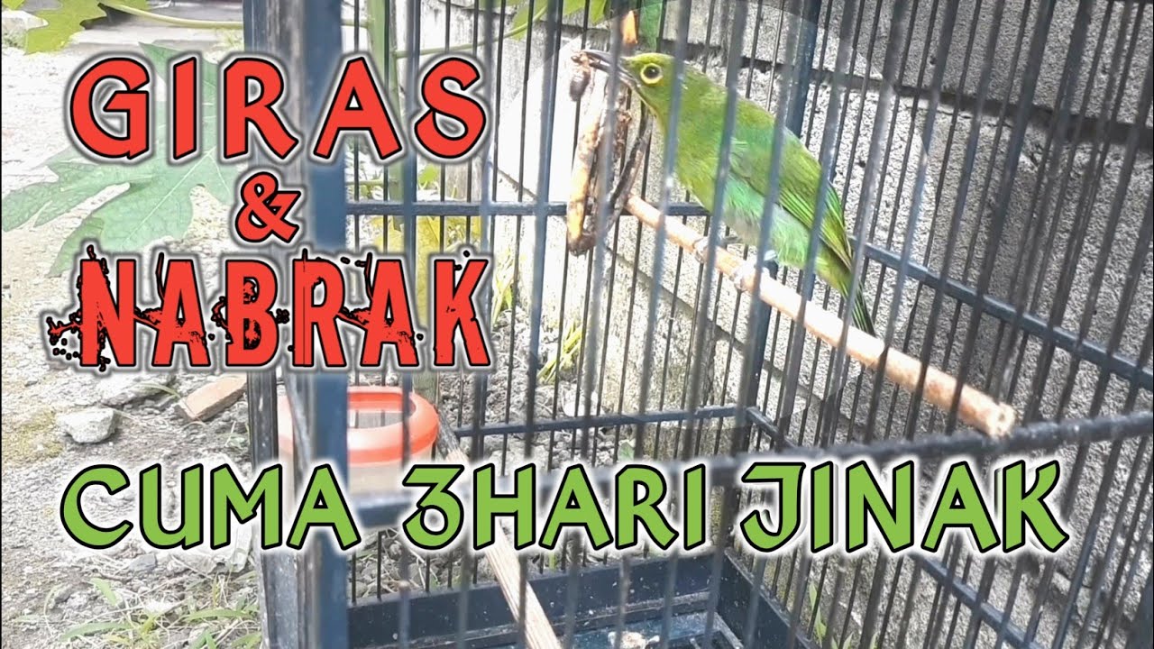 CARA CEPAT MENJINAKAN CUCAK IJO GIRAS || Tehnik Terapi Lapar Yang Benar Anti Grabakan Dan Nabrak