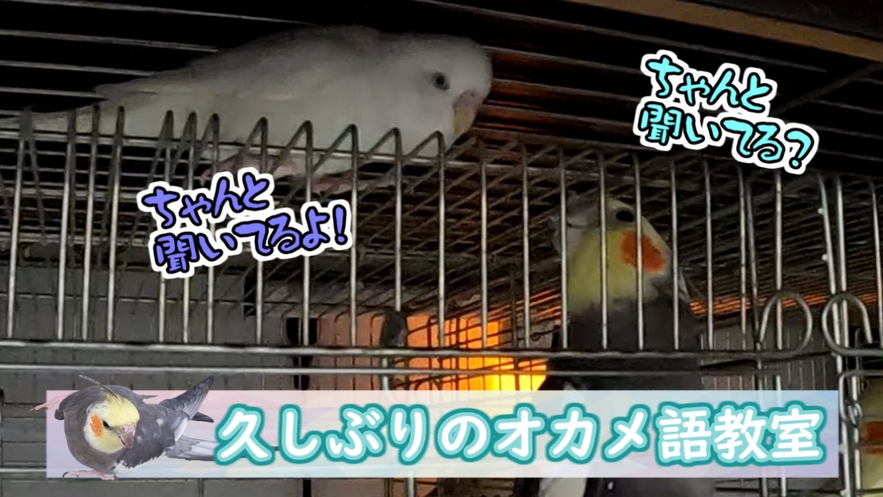 【オカメインコ】久しぶりのオカメ語教室