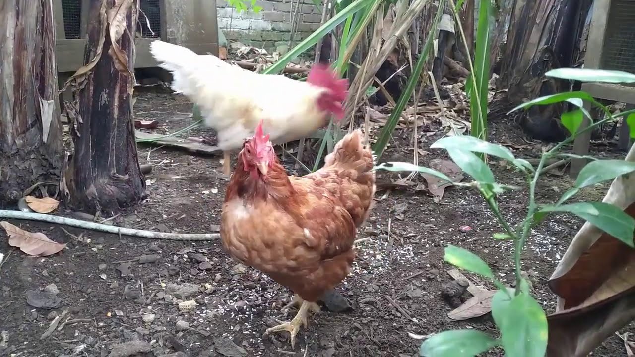 Percobaan  Kawin Silang Ayam Boiler vs Ayam Petelur Afkir #antalah83