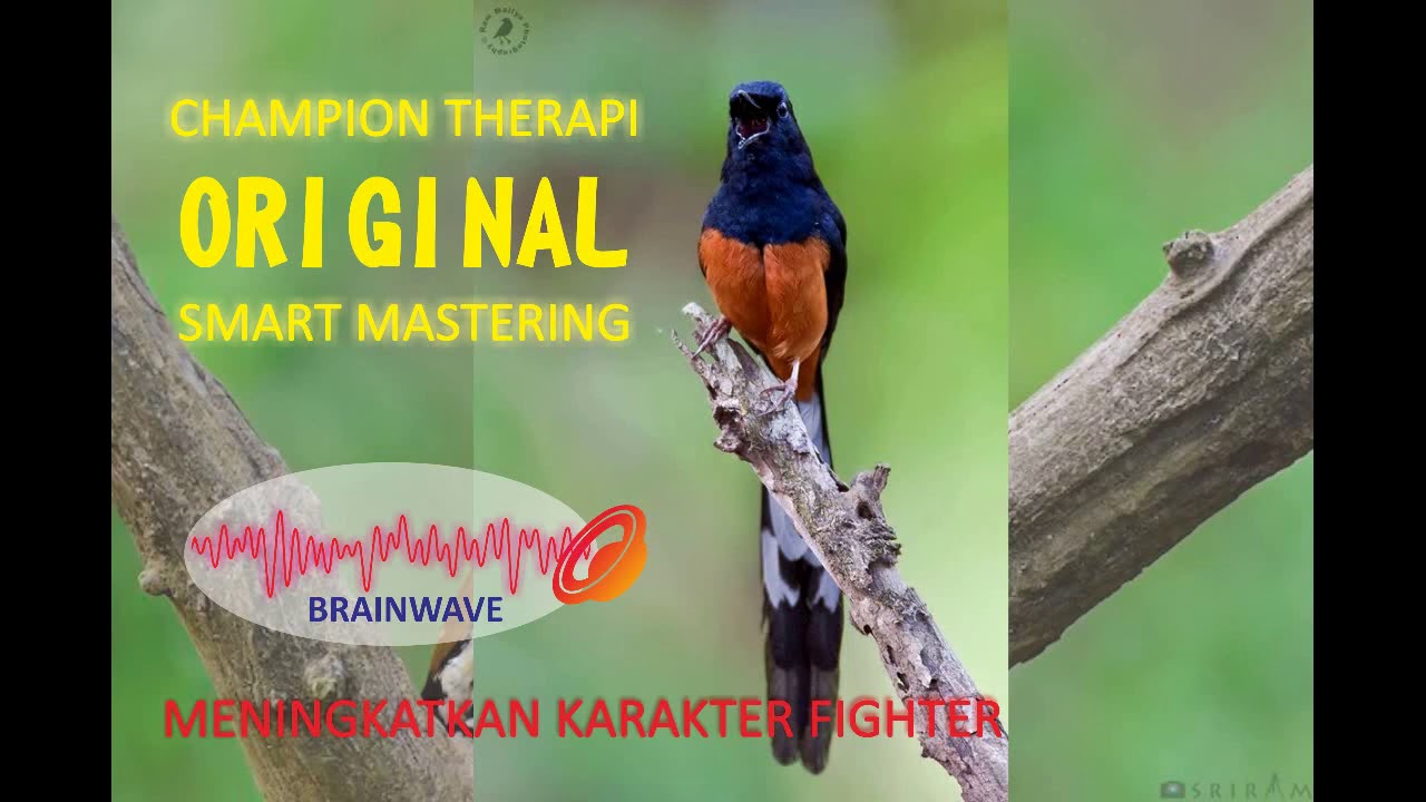 Smart Mastering - Champion Therapy