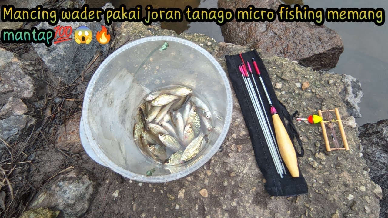 Mancing pakai joran tanago micro fishing || dapat wader babon😱🔥