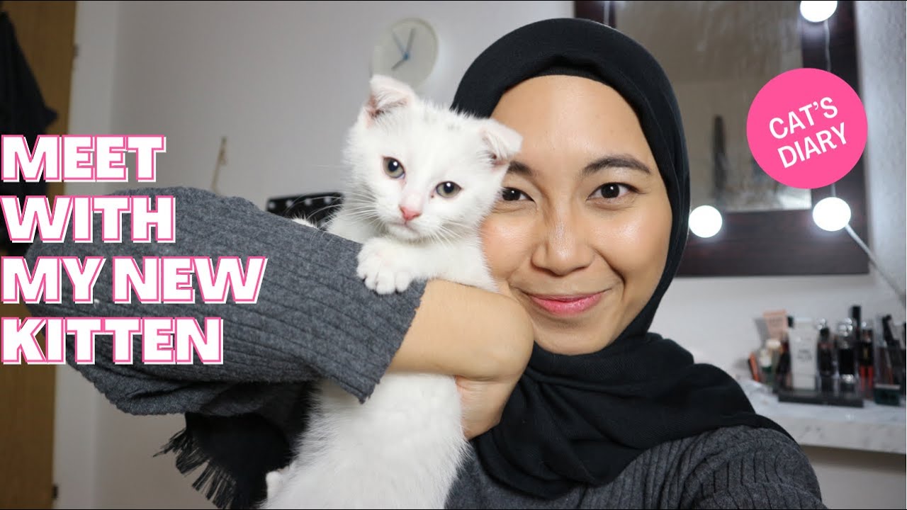 ADOPSI KITTEN LUCUUU!! - SCOTTISH FOLD, APA SAJA YANG PENTING UNTUK MELIHARA KUCING?