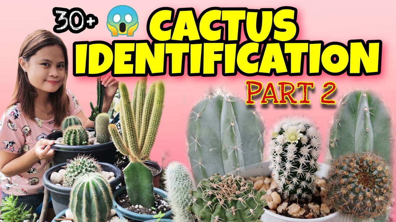 CACTUS IDENTIFICATION PART 2||CACTI NAMES WITH PICTURES || RYXYZA