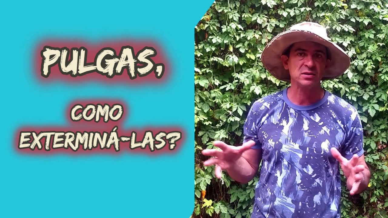 PULGAS, COMO EXTERMINÁ-LAS? | Amigo Caçador - Rogério Amaro