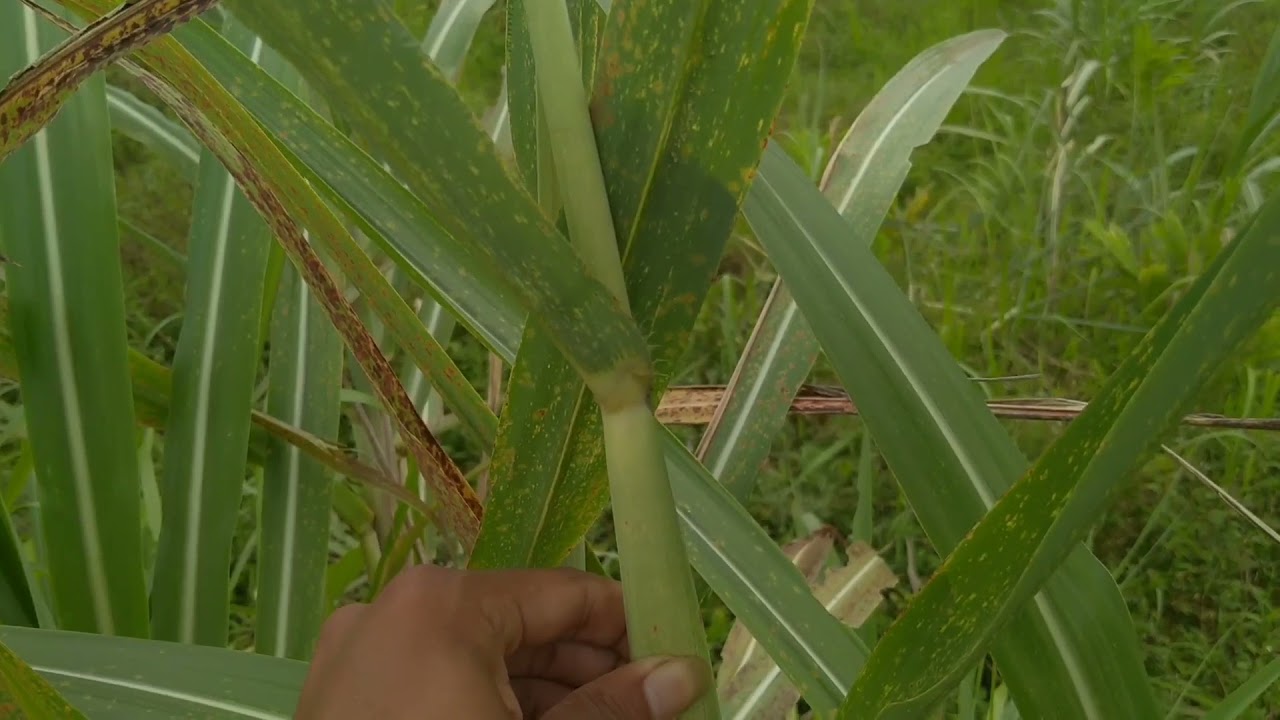 panen terubuk atau telu tebu