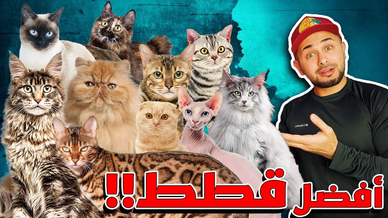 أشهر عشر أنواع قطط .. منهم الجميل ومنهم الغريب!!